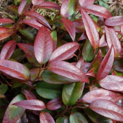 Leucothoe 'Carinella'