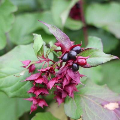 Leycesteria formosa 'Purple Rain' ®