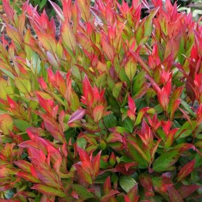 Leucothoe 'Little Flames'