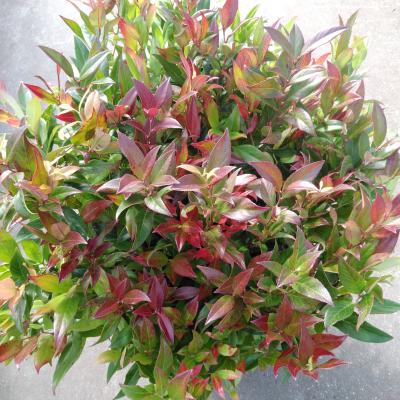 Leucothoe 'Zeblid'