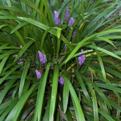 Liriope muscari 'Big Blue'