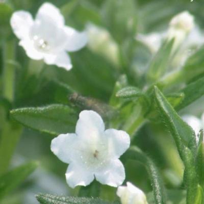 Lithodora diffusa 'Alba'