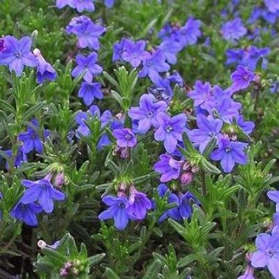 Lithodora diffusa 'Heavenly Blue'