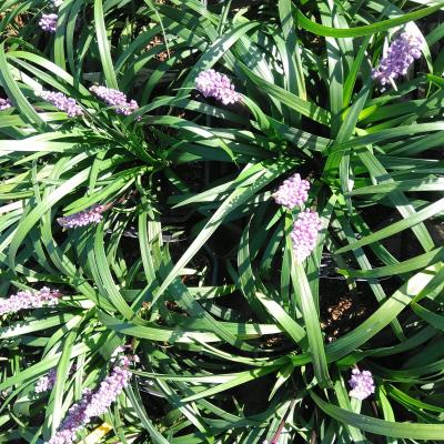 Liriope muscari 'Moneymaker'