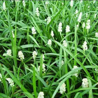 Liriope muscari 'Monroe White'