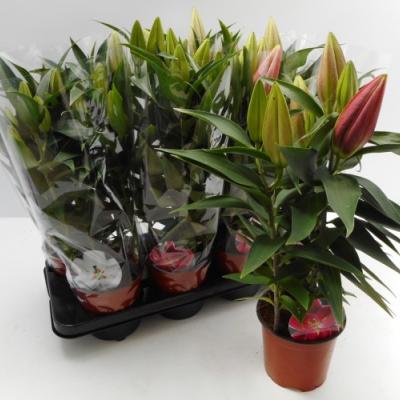 Lilium orient. wit-rose
