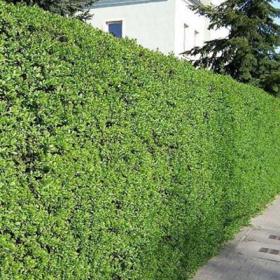 Ligustrum ovalifolium   -  Groene liguster