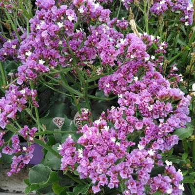 Limonium 'Salt Lake'