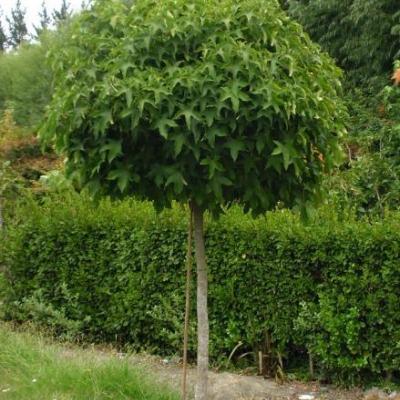 Liquidambar styr. 'Gum Ball'