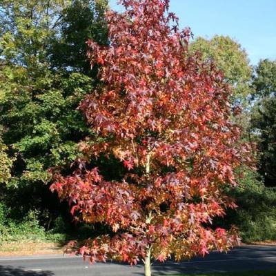 Liquidambar styraciflua 'Worplesdon' - PROMO