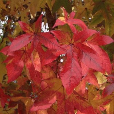Liquidambar styraciflua