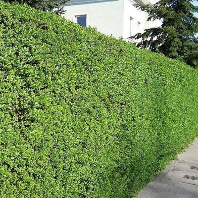 Ligustrum vulgare 