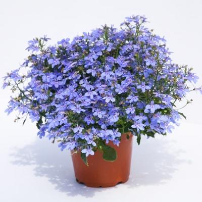 Lobelia laguna 'Trailing Blue'   blauw - bleu