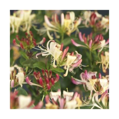 Lonicera per. 'Belgica Select'