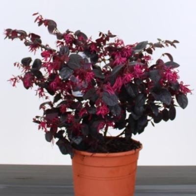 Loropetalum chin. 'Black Pearl'