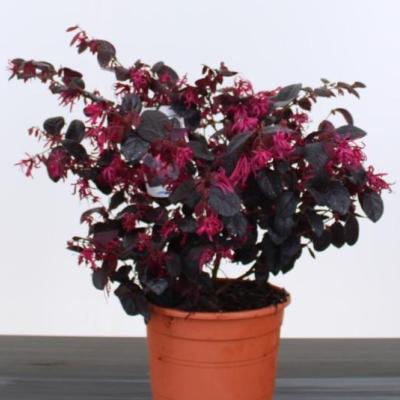 Loropetalum chin. 'Black Pearl'