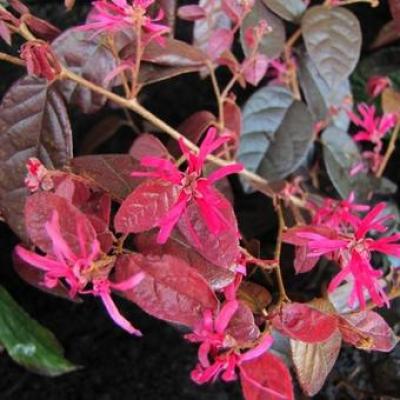 Loropetalum ch. 'Fire Dance'