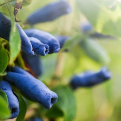 Lonicera caerulea kamtschatica