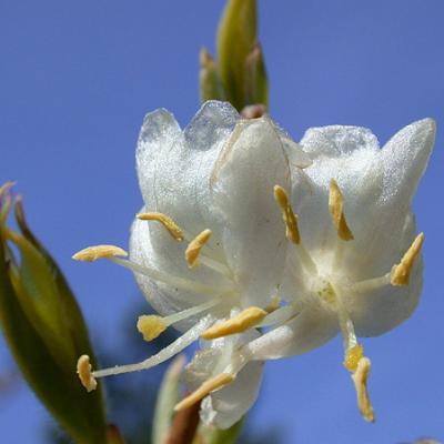 Lonicera fragrantissima