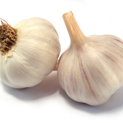 Knoflook - Plants Aulx  'Rose du Nord'  500 gr.