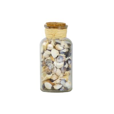 SHELLS IN A BOTTLE 15cm