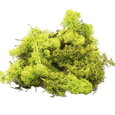 IJSLANDSMOS 150gr LICHTGROEN