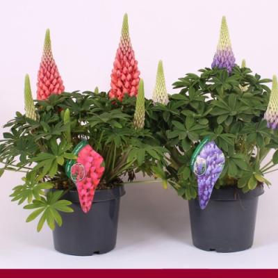 Lupinus 'W.Country Selection'