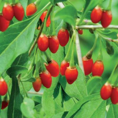 Lycium barbarum Gojibes