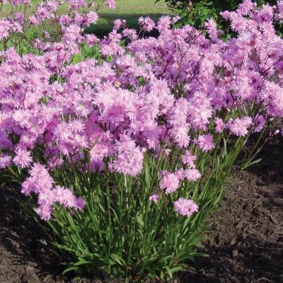 Lychnis 'Petite Jenny'