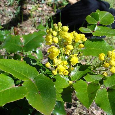 Mahonia aquifolium