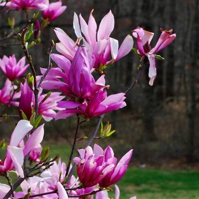 Magnolia 'Betty'