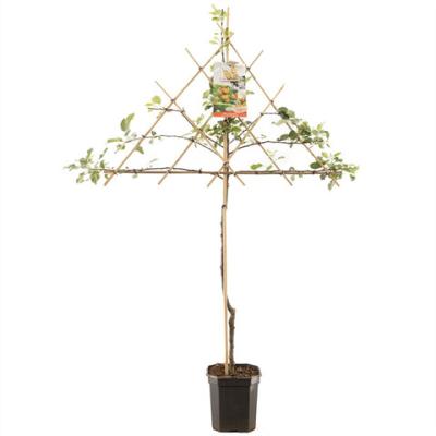 Malus d. 'Cox's Orange Pippin'