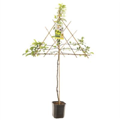 Malus d. 'Golden Delicious' struik