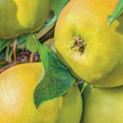 Wonder Tree - Malus dom. 'Glory of Kapelle'