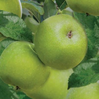 Malus d. 'Granny Smith'