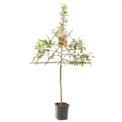 Malus d. 'James Grieve'