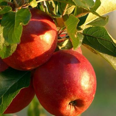 Malus dom.'Junami'  12 - 15 J oud