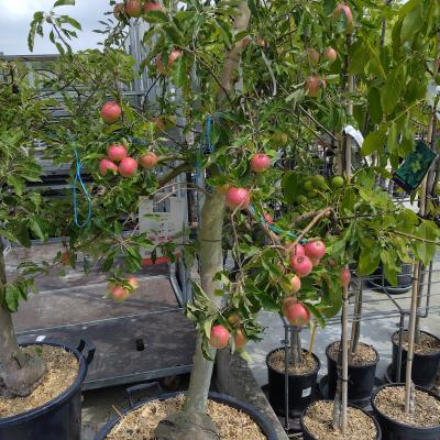 Malus dom.'Junami'  12 - 15 J oud