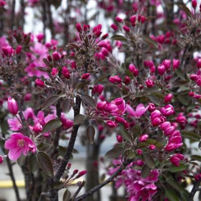 Malus d. 'Maypole'