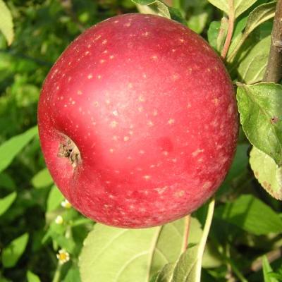 Malus d. 'Renette Etoilée' - Sterappel struik