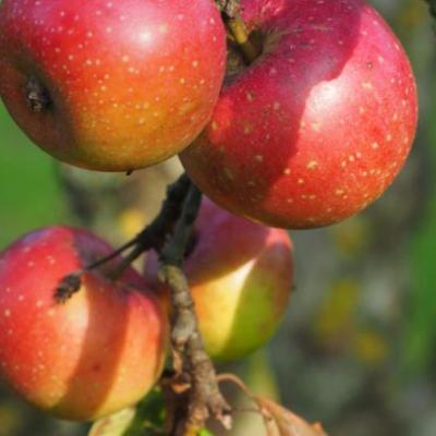 Malus d. 'Schone van Boskoop' / 'Groene Boskoop'