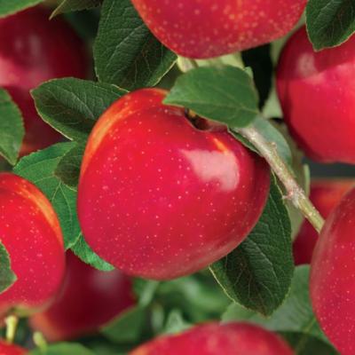 Malus domestica 'Summerred'