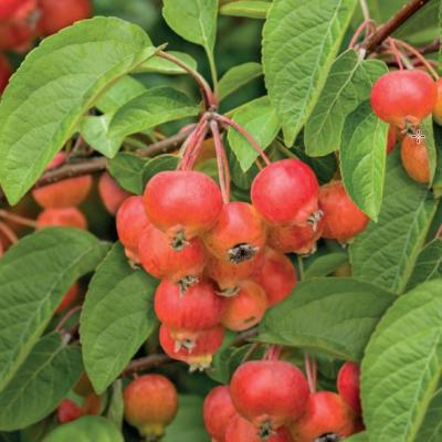 Malus 'Evereste'