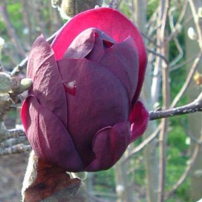 Magnolia 'Genie'