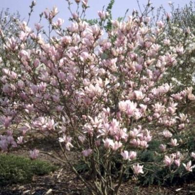 Magnolia 'George Henry Kern'