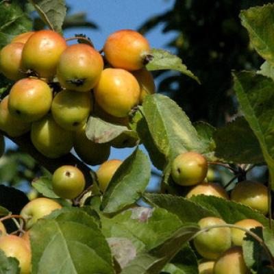 Malus flor. 'Golden Hornet'