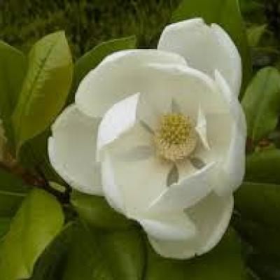 Magnolia grand. 'Little Gem'