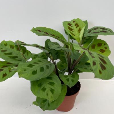 Maranta leuc. 'Kerchoveana'