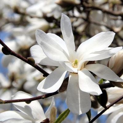 Magnolia loebneri 'Merrill'