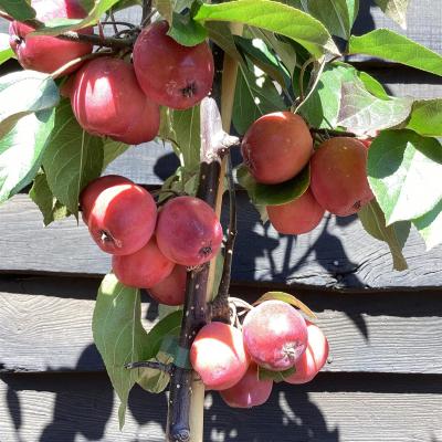 Malus 'Neville Copeman'